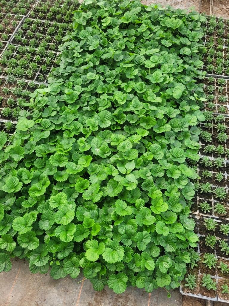 Aardbei planten doordragers, Tuin en Terras, Planten | Struiken en Hagen, Ophalen, Overige soorten, Minder dan 100 cm