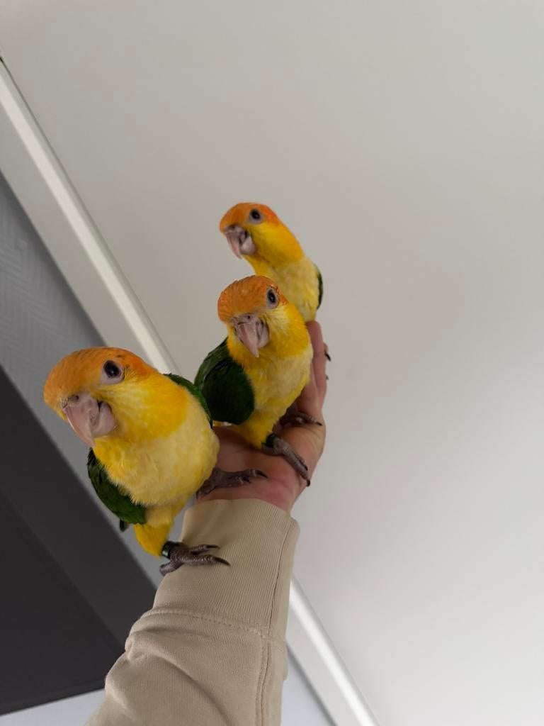 Jonge roestkop caique’s, Dieren en Toebehoren, Vogels | Parkieten en Papegaaien, Geslacht onbekend, Papegaai, Geringd