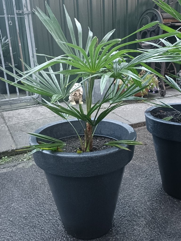 Palmbomen winterhard, Tuin en Terras, 100 tot 250 cm, Zomer, Palmboom, Ophalen
