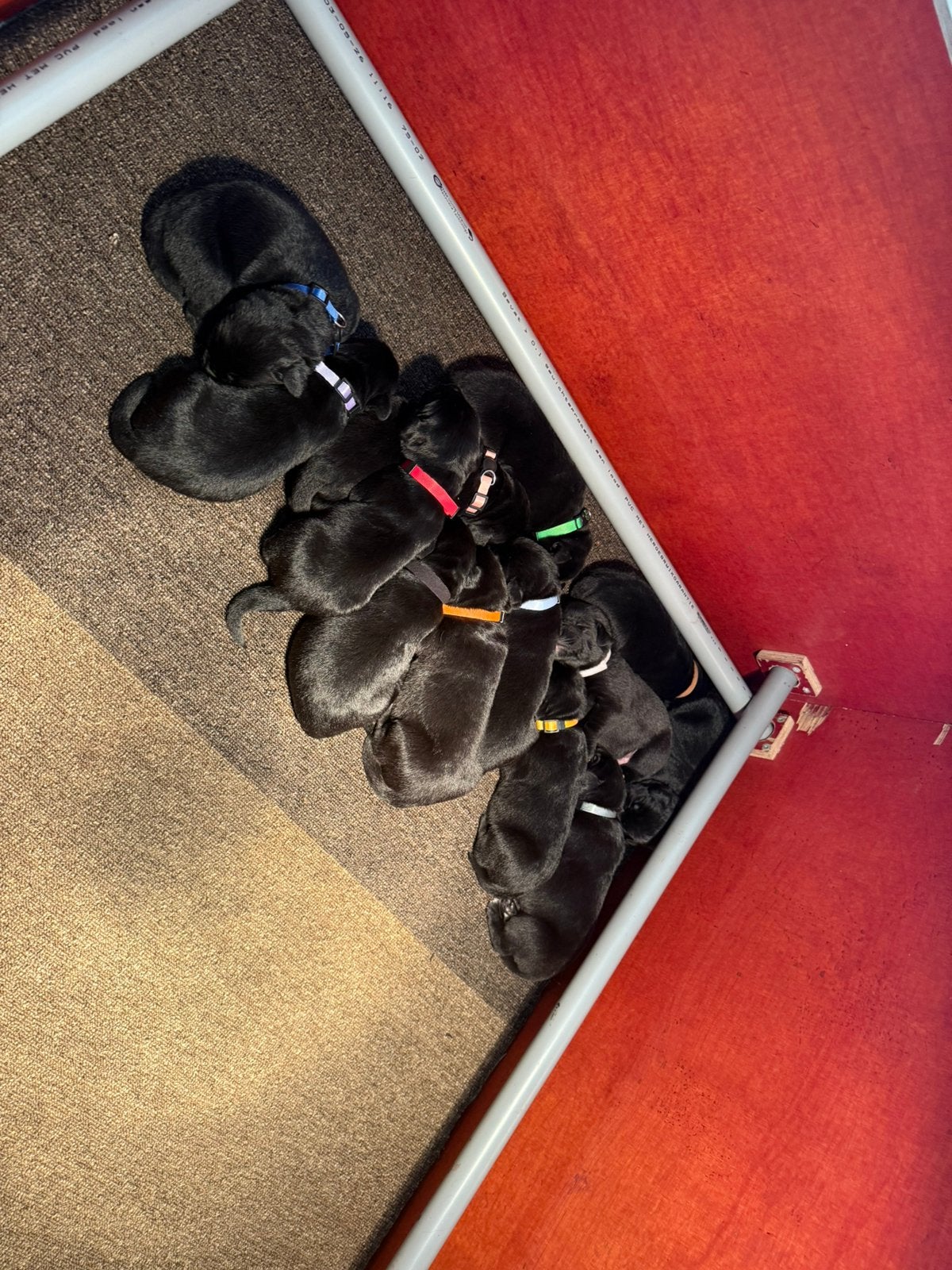 Prachtige Boulab pups  Labrador x Berner Sennen, 8 tot 15 weken, Groot, CDV (hondenziekte), Meerdere