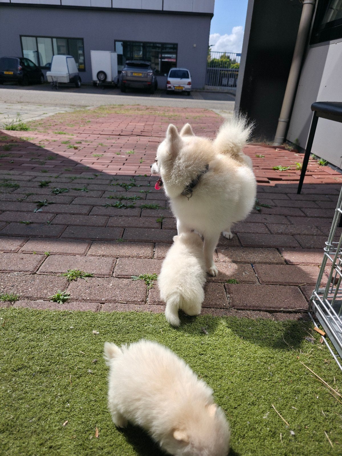 5 weken oud pomarian pupys, Dieren en Toebehoren, Honden | Niet-rashonden, 8 tot 15 weken, Teef, Meerdere, Nederland