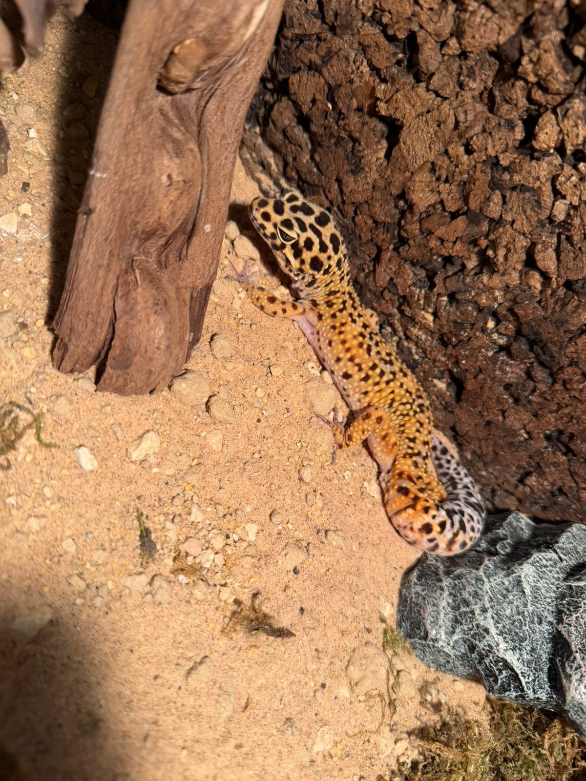 Luipaardgekko Leopard Gecko - unknown for sale from max