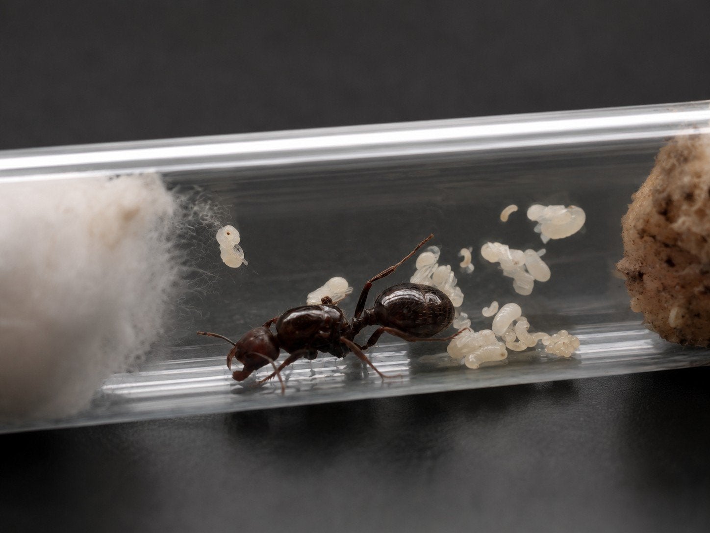Messor Barbarus Koningin te koop, Mieren