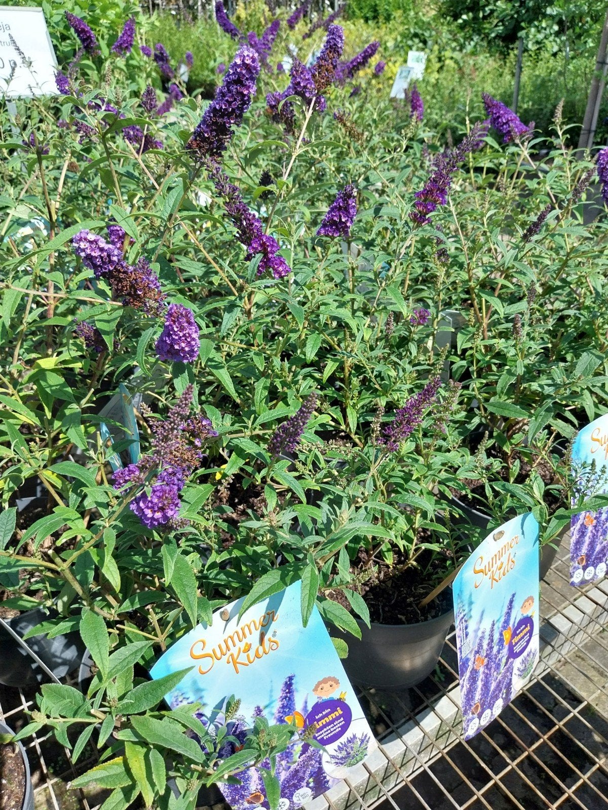Buddleja 'Summer Kids Timmi' - Vlinderstruik, Volle zon, Vaste plant, Zomer, Ophalen
