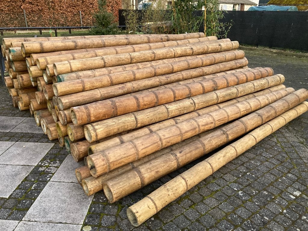 Bamboestam Guadua bamboe, Ophalen, Palen, Nieuw, Hardhout