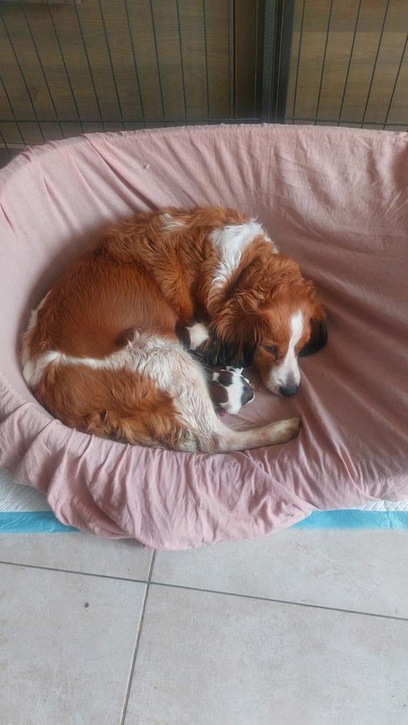 Schitterende kooikerpups #kooikerhondje #Nederlandse kooiker, Parvo, Nederland, Overige rassen, 8 tot 15 weken