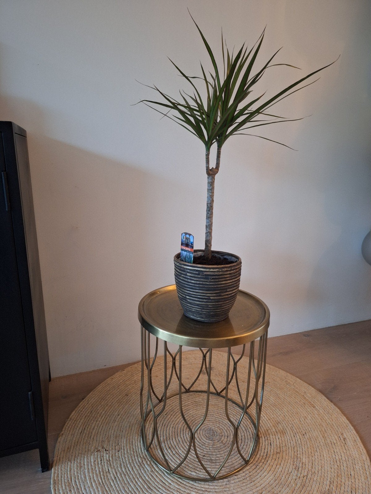 Dracena Marginata in pot, Ophalen, In pot