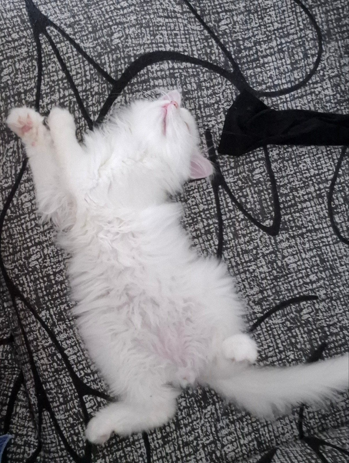 Nog ÉÉN prachtige Siberisch×Perzisch kitten–sneeuwwit vacht, Kater, Ontwormd, 0 tot 2 jaar