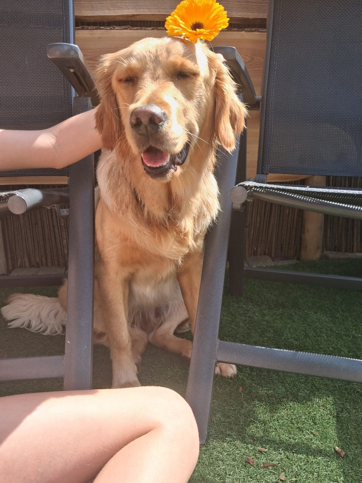 Lieve golden retriever 1 jaar, Golden retriever, 1 tot 2 jaar, Teef, Eén hond