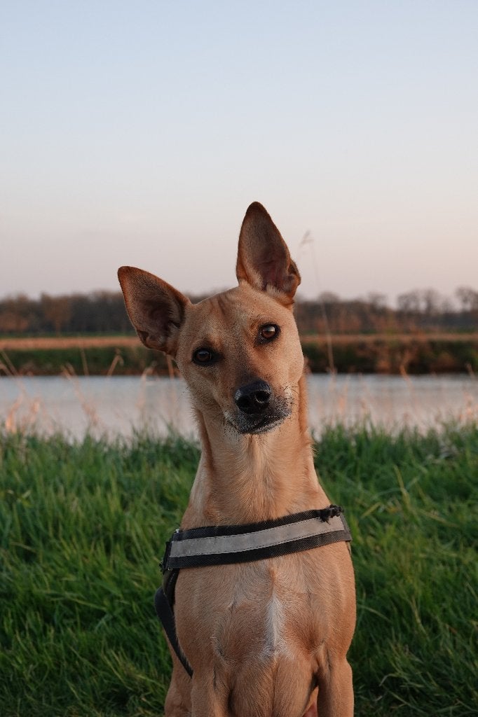 Lieve hond ter adoptie, zie omschrijving, Dieren en Toebehoren, 6 jaar of ouder, Particulier, Rabiës (hondsdolheid), Reu