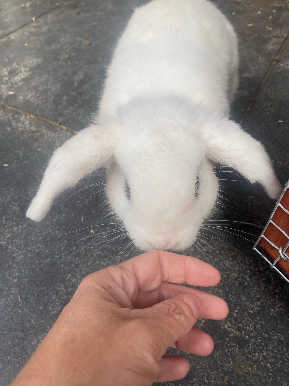 Lieve tamme ram gratis afhalen, Dieren en Toebehoren, Mannelijk, Middelgroot, Hangoor, 0 tot 2 jaar