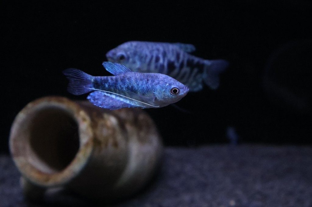 Gourami Cosby Blue (Trichogaster trichopterus), Dieren en Toebehoren, Vissen | Aquariumvissen, Vis