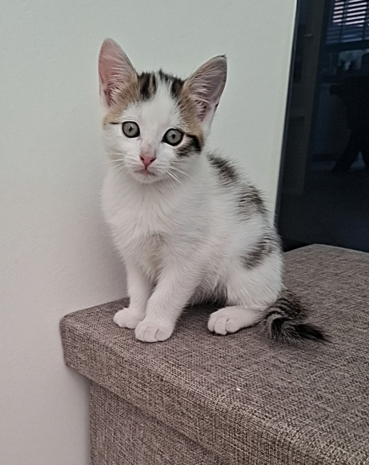 kittens, Dieren en Toebehoren, Meerdere dieren