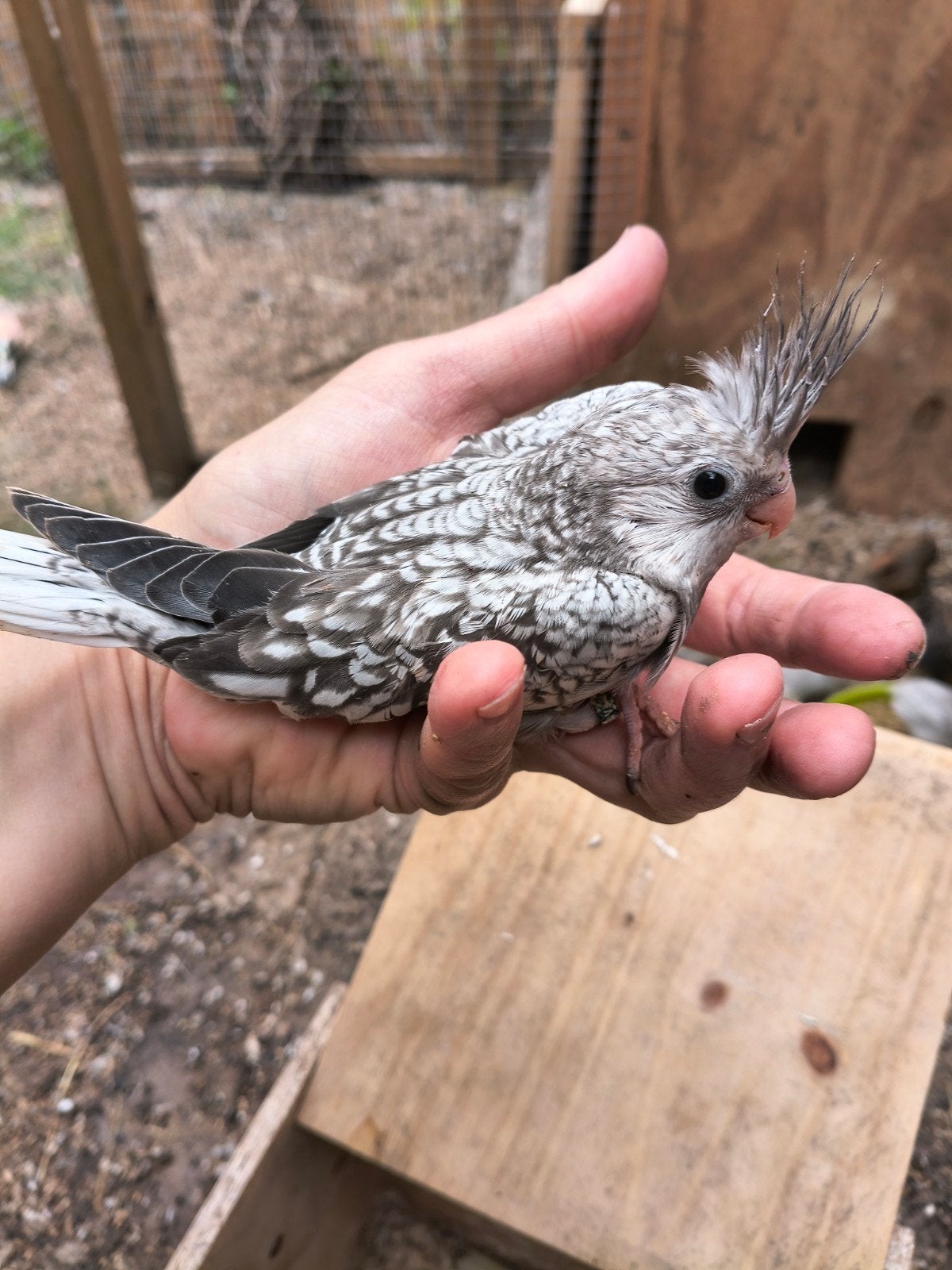 jonge valkparkieten, Meerdere dieren, Parkiet, Geringd