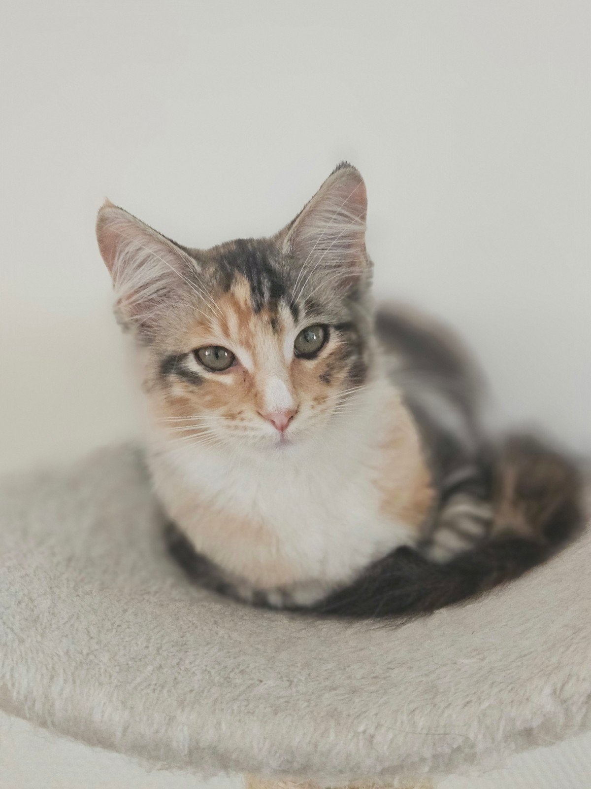 kruising maine coon poesje, Poes, Gechipt, 0 tot 2 jaar