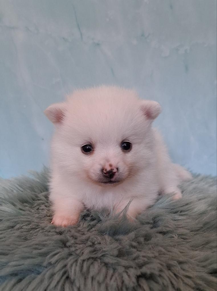Prins 💙 Pomsky F3b puppy, 8 tot 15 weken, Parvo, Eén hond, Nederland