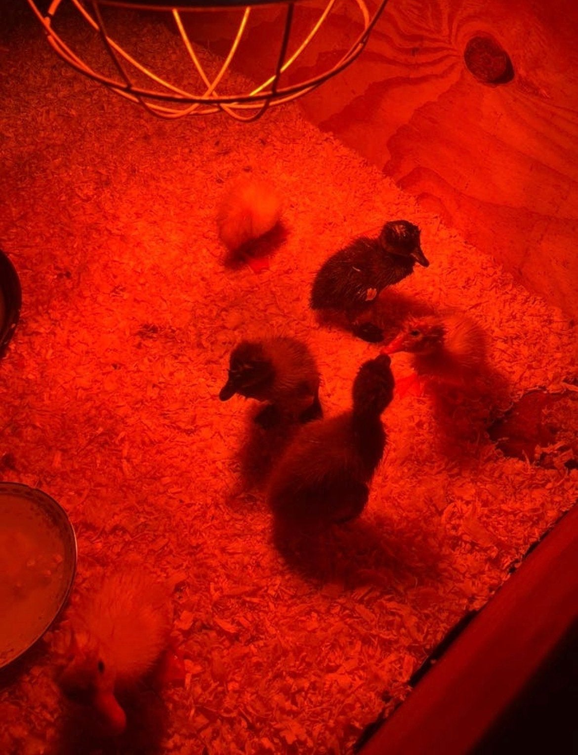 Indische loopeenden kuikens, Dieren en Toebehoren, Geslacht onbekend, Eend