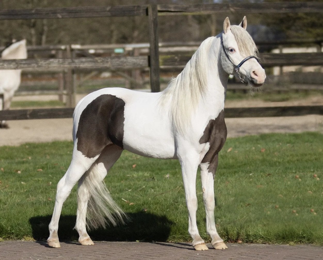 Unieke dekhengst ASPC AMHR en NMPRS, Dieren en Toebehoren, Pony's, Met stamboom, Niet van toepassing, Hengst, A pony (tot 1.17m)
