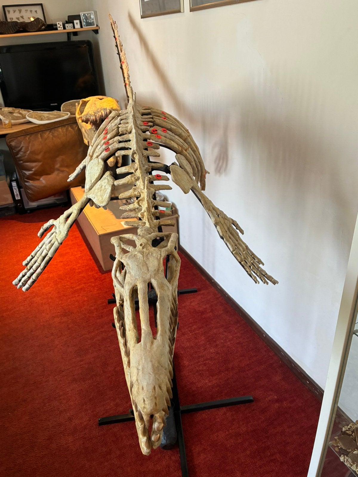 Fossiel Mosasaurus Skelet XXL., Verzamelen, Ophalen, Fossiel