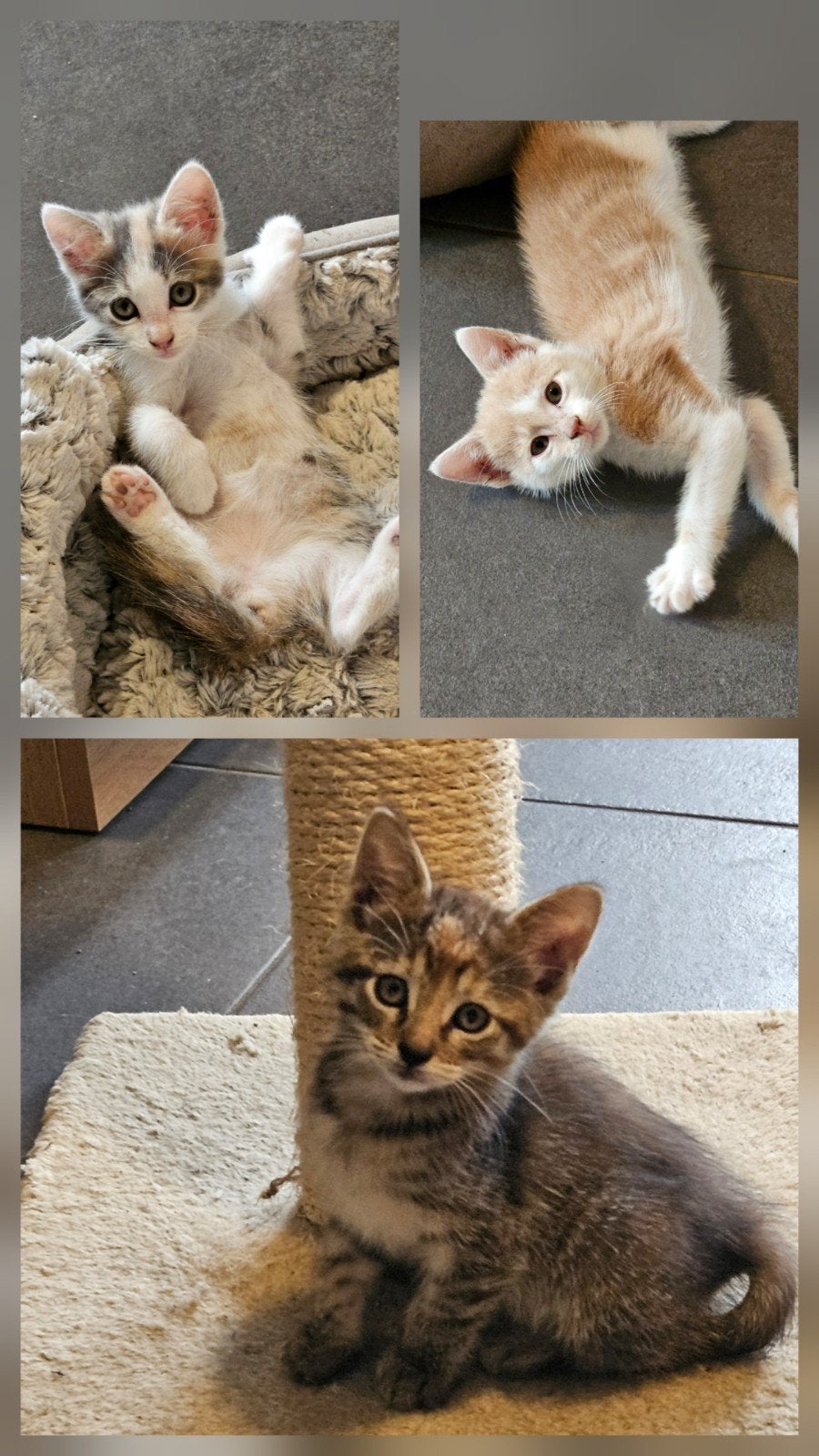 zeer lieve kruising Maine Coon kittens te koop, Dieren en Toebehoren, Katten en Kittens | Overige Katten, Meerdere dieren, Kortharig