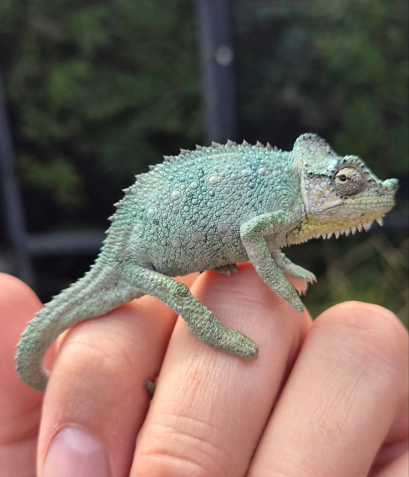 Helmkameleon (Trioceros Hoehnelii) nakweek Chameleon - unknown for sale from Jordy