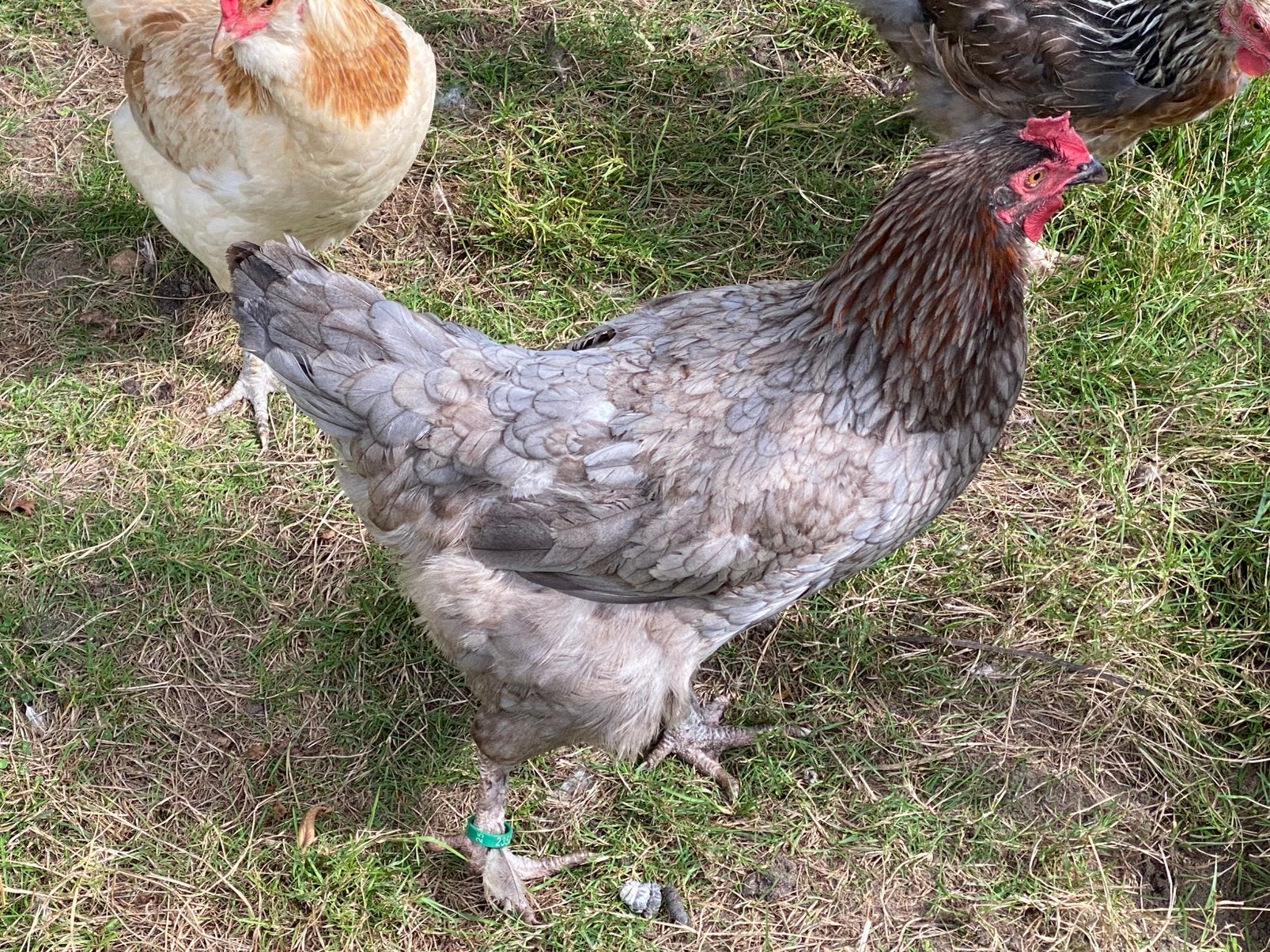 Marans, Dieren en Toebehoren, Meerdere dieren, Kip