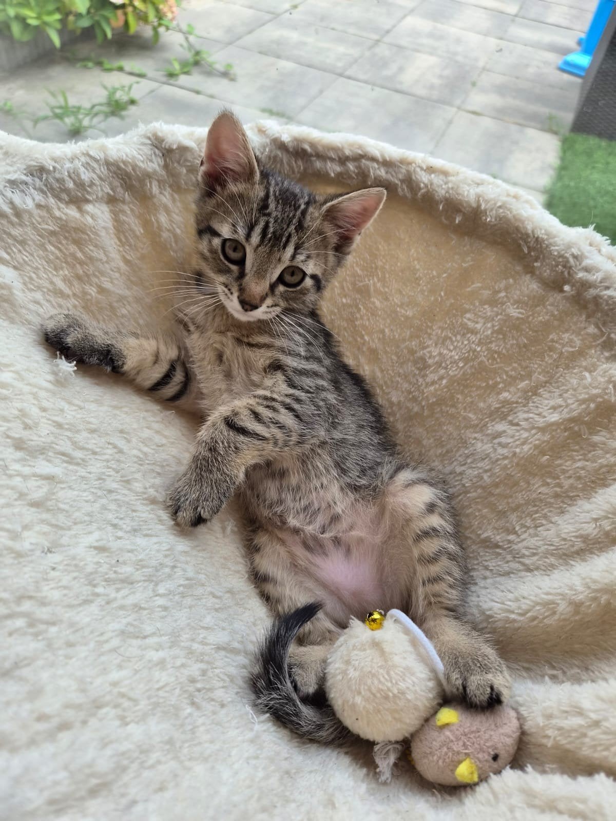 1 schattige gestreepte kitten, Dieren en Toebehoren, Kater, Kortharig, 0 tot 2 jaar