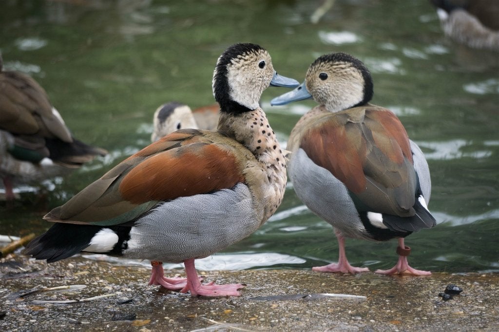 Roodschoudertaling | Broedkoppels | Persoonlijk advies, Dieren en Toebehoren, Meerdere dieren, Eend