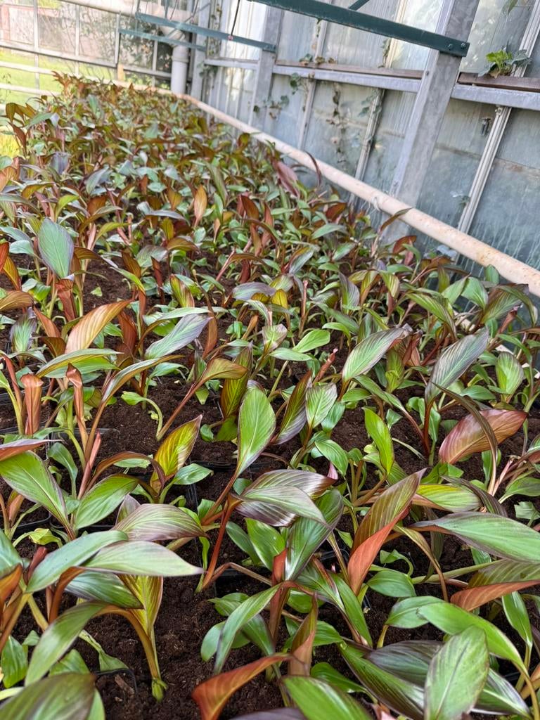 Ensete maurelii rode bananenplant, Tuin en Terras, Planten | Tuinplanten, Ophalen of Verzenden, Eenjarig, Overige soorten, Volle zon
