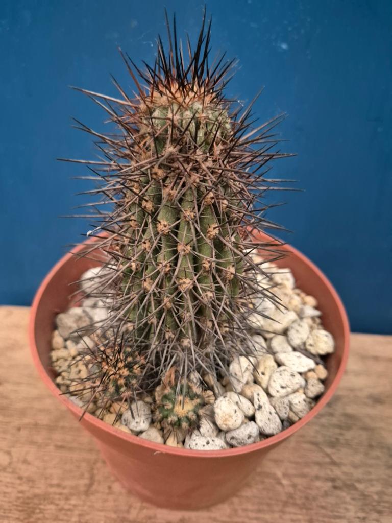 Cactus Copiapoa Atacamensis p12