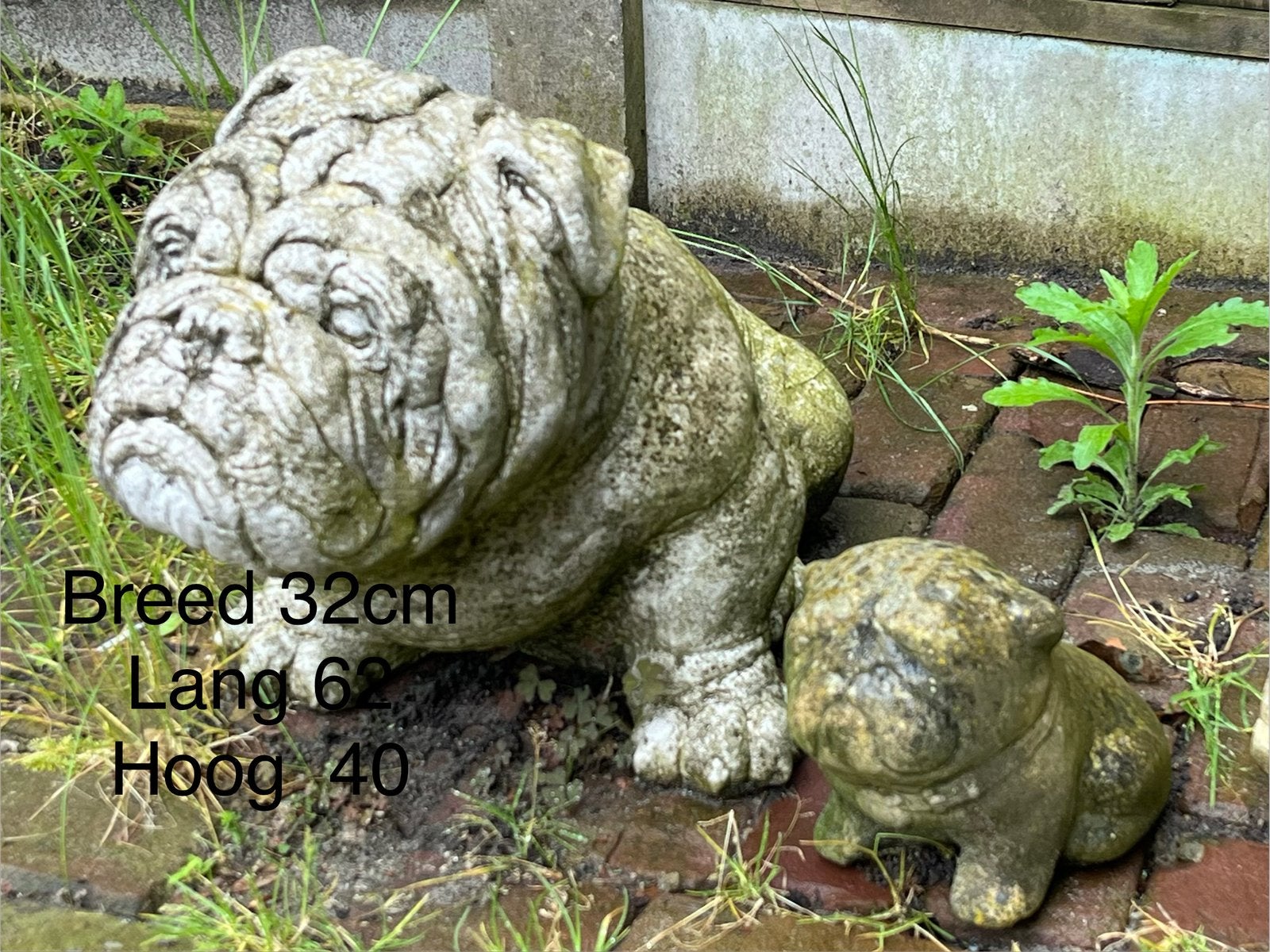 Tuinbeeld engelse buldog, Ophalen, Gebruikt, Beton, Dierenbeeld