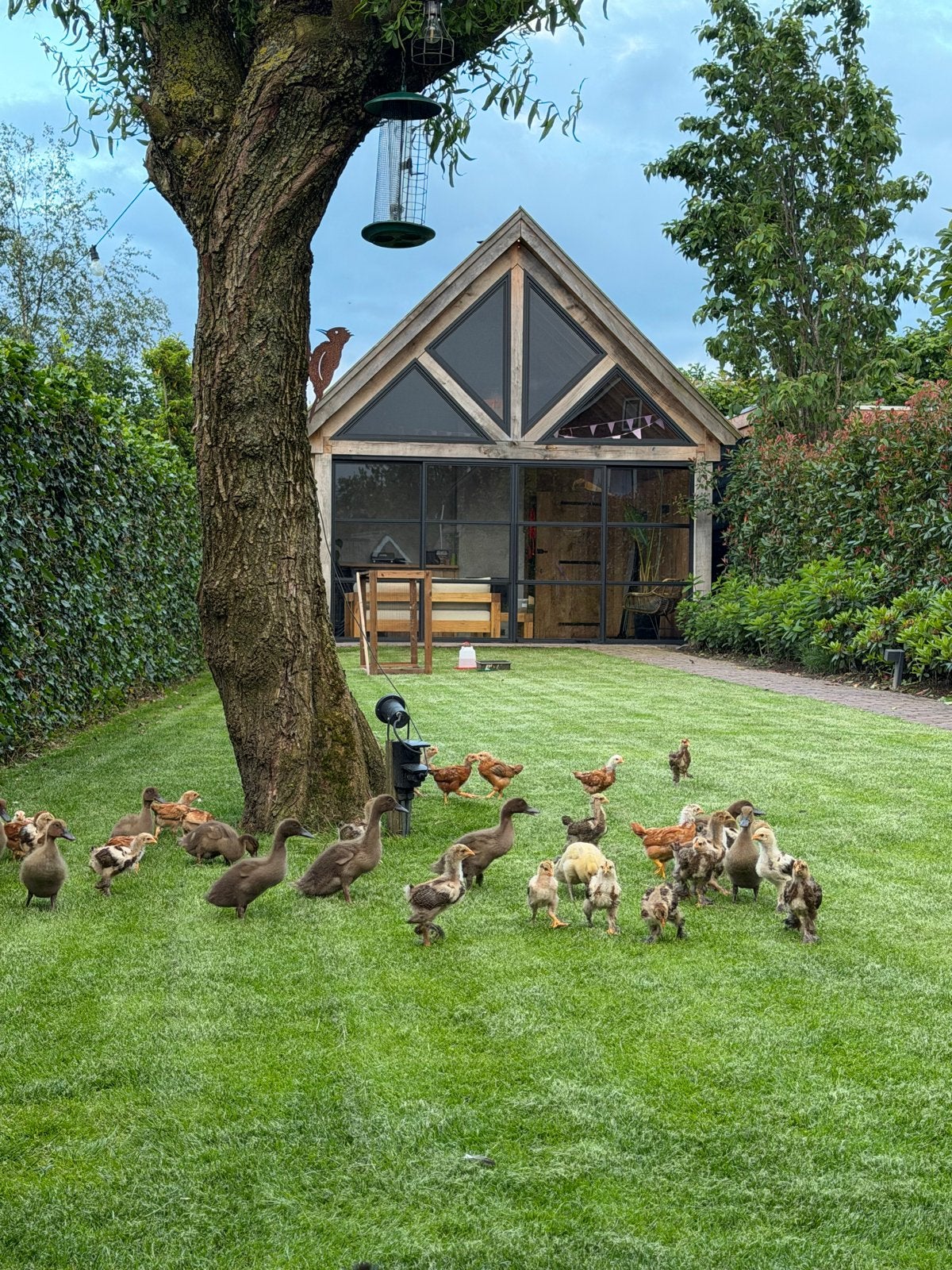 Jonge Khaki Campbell eenden, Dieren en Toebehoren, Pluimvee, Meerdere dieren, Eend