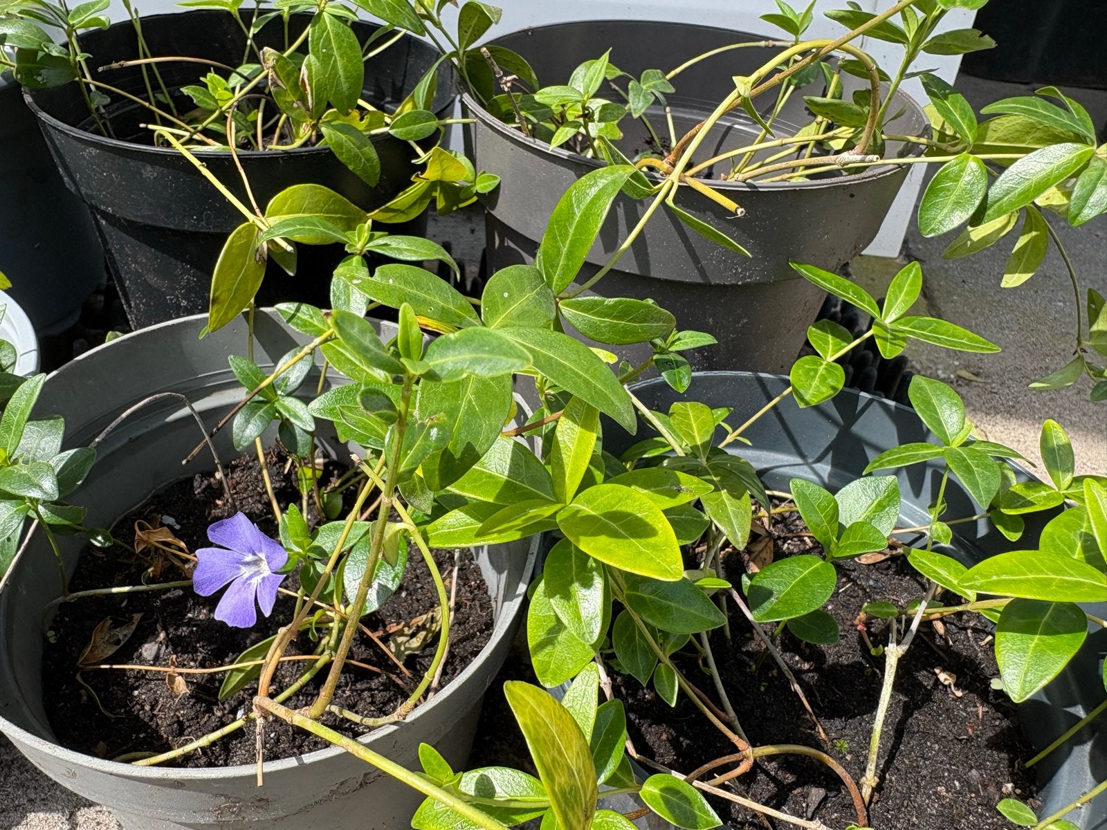 7 ruime potten met Vinca Minor, Maagdenpalm, Tuin en Terras, Ophalen, Bodembedekkers, Vaste plant, Halfschaduw