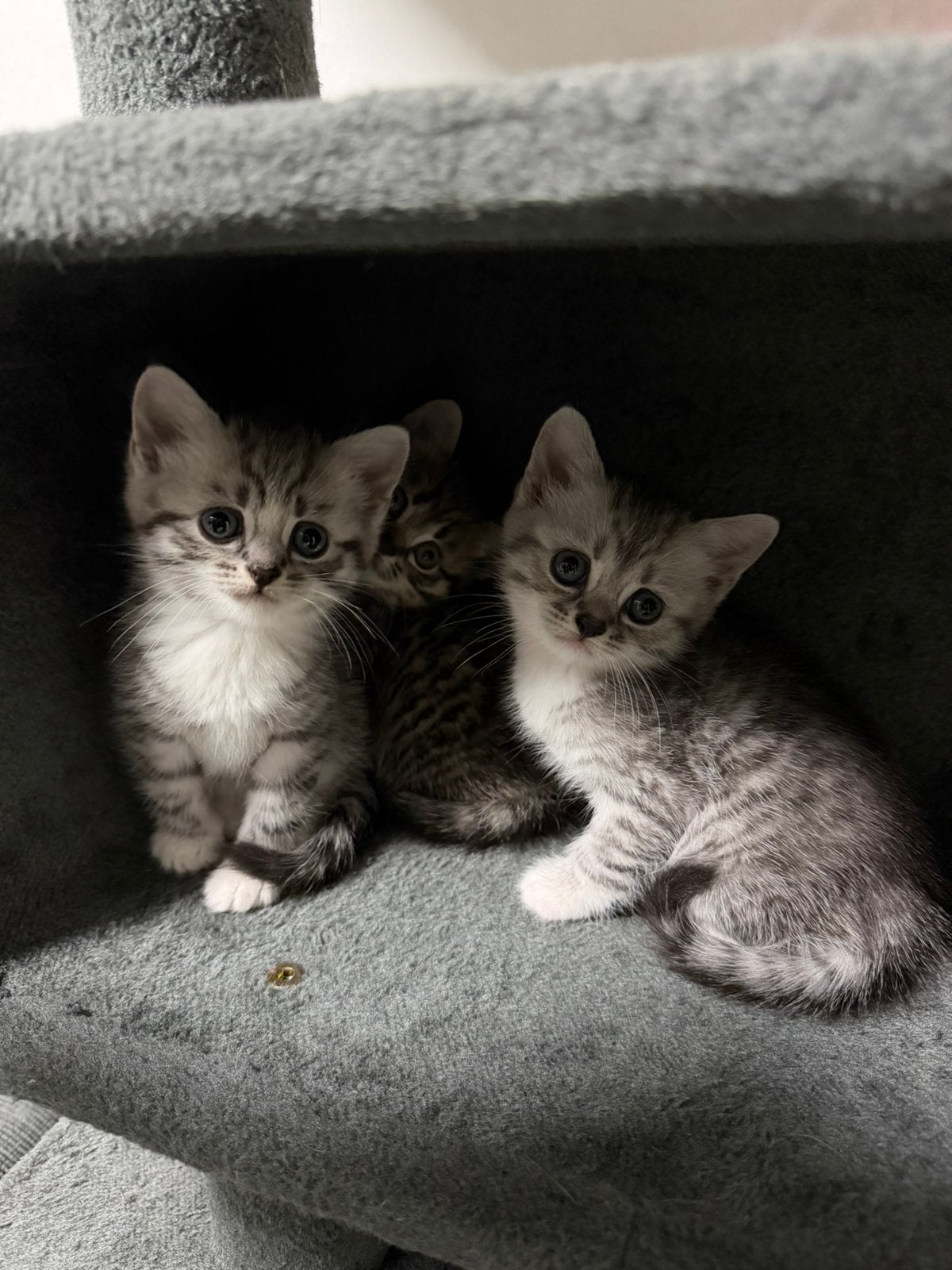 Britse korthaar kittens, Meerdere dieren, Ontwormd, 0 tot 2 jaar