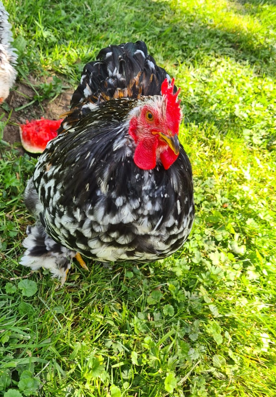 Cochin Kriel haan, Dieren en Toebehoren, Pluimvee
