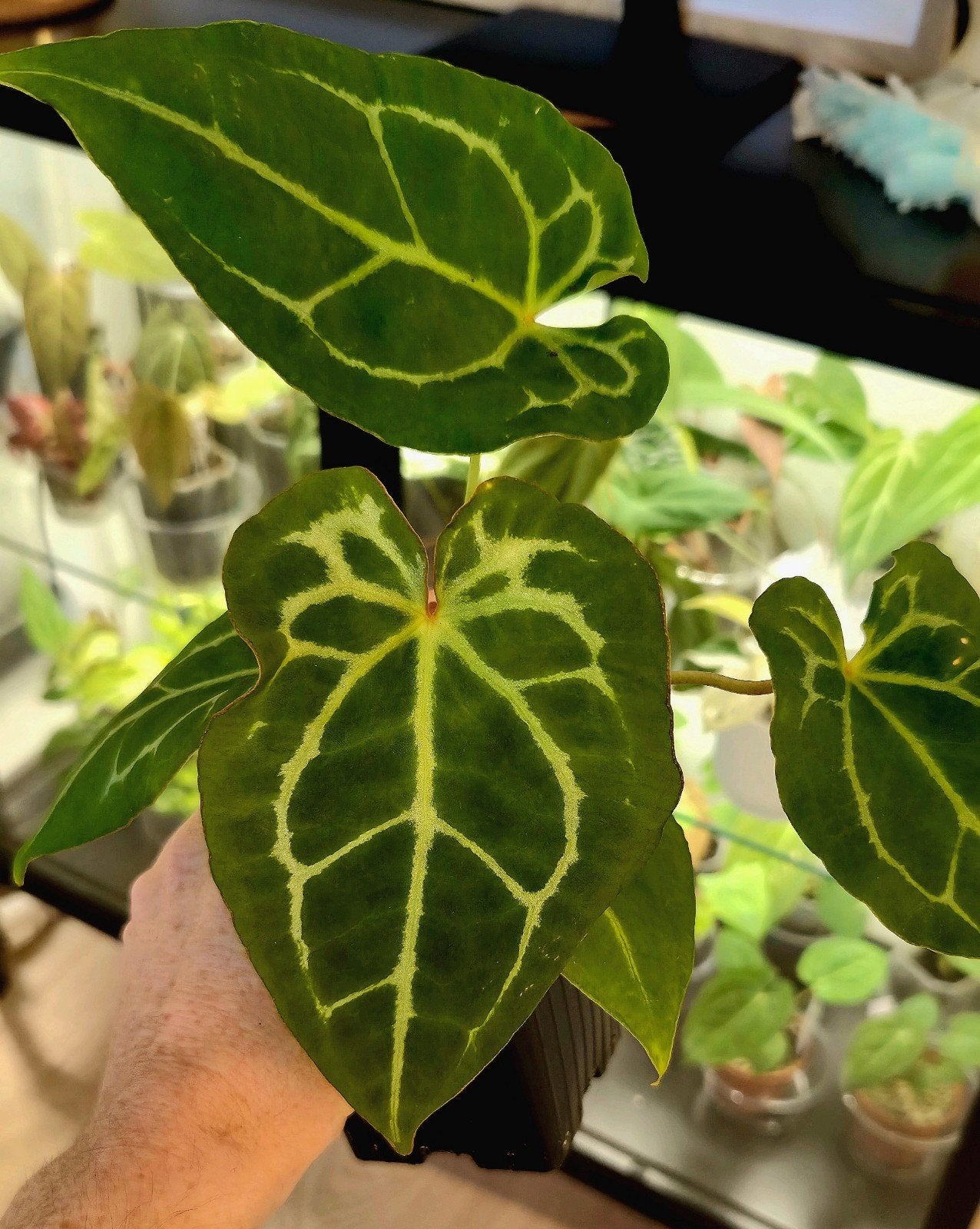 Anthurium Crystallinum x Red Spider x Forgetii Dark Form, Verzenden, Halfschaduw, Minder dan 100 cm
