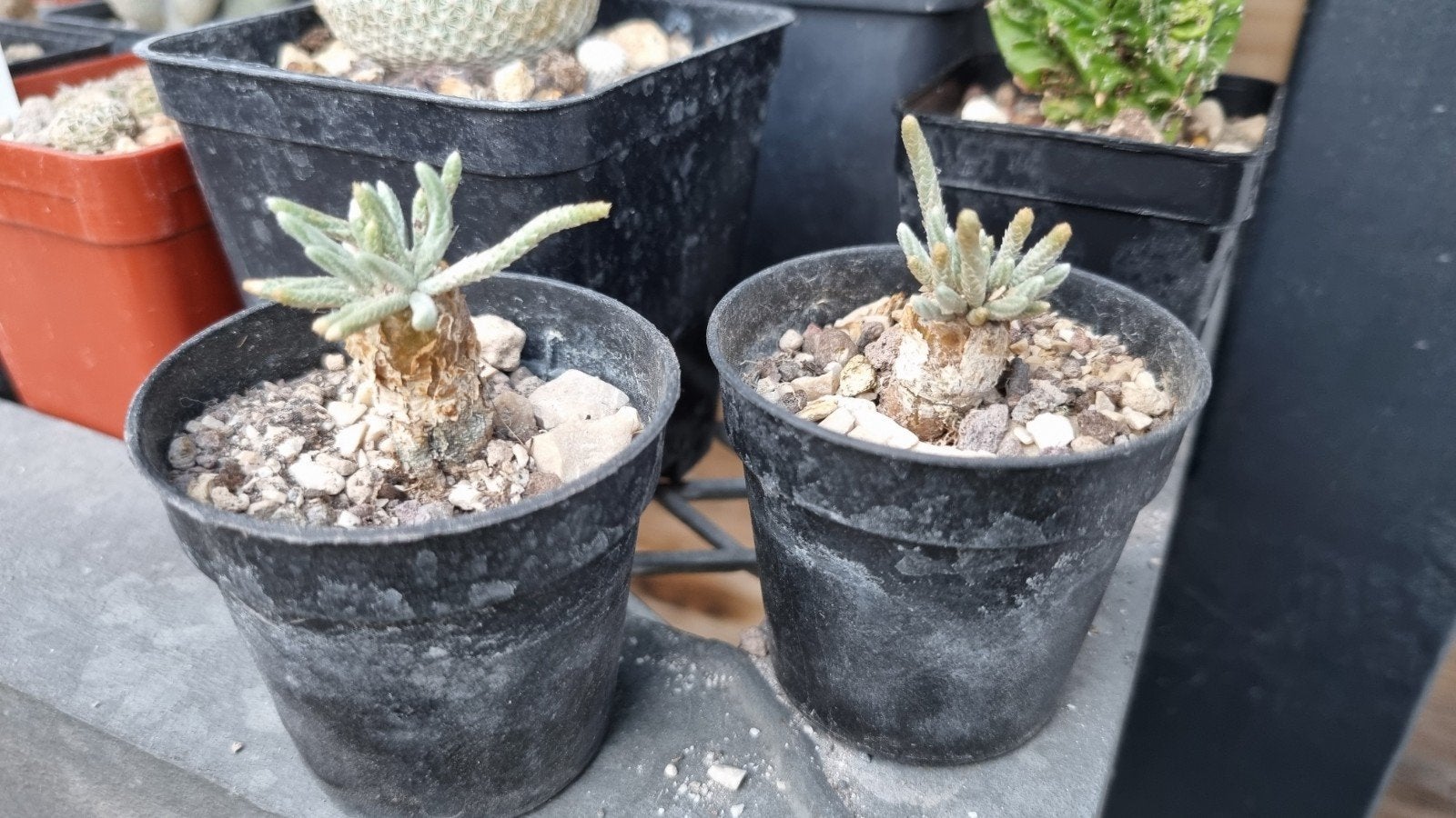 CACTUS SUCCULENT AVONIA QUINARIA PLANT CAUDEX, Ophalen of Verzenden, Cactus, Volle zon, Minder dan 100 cm