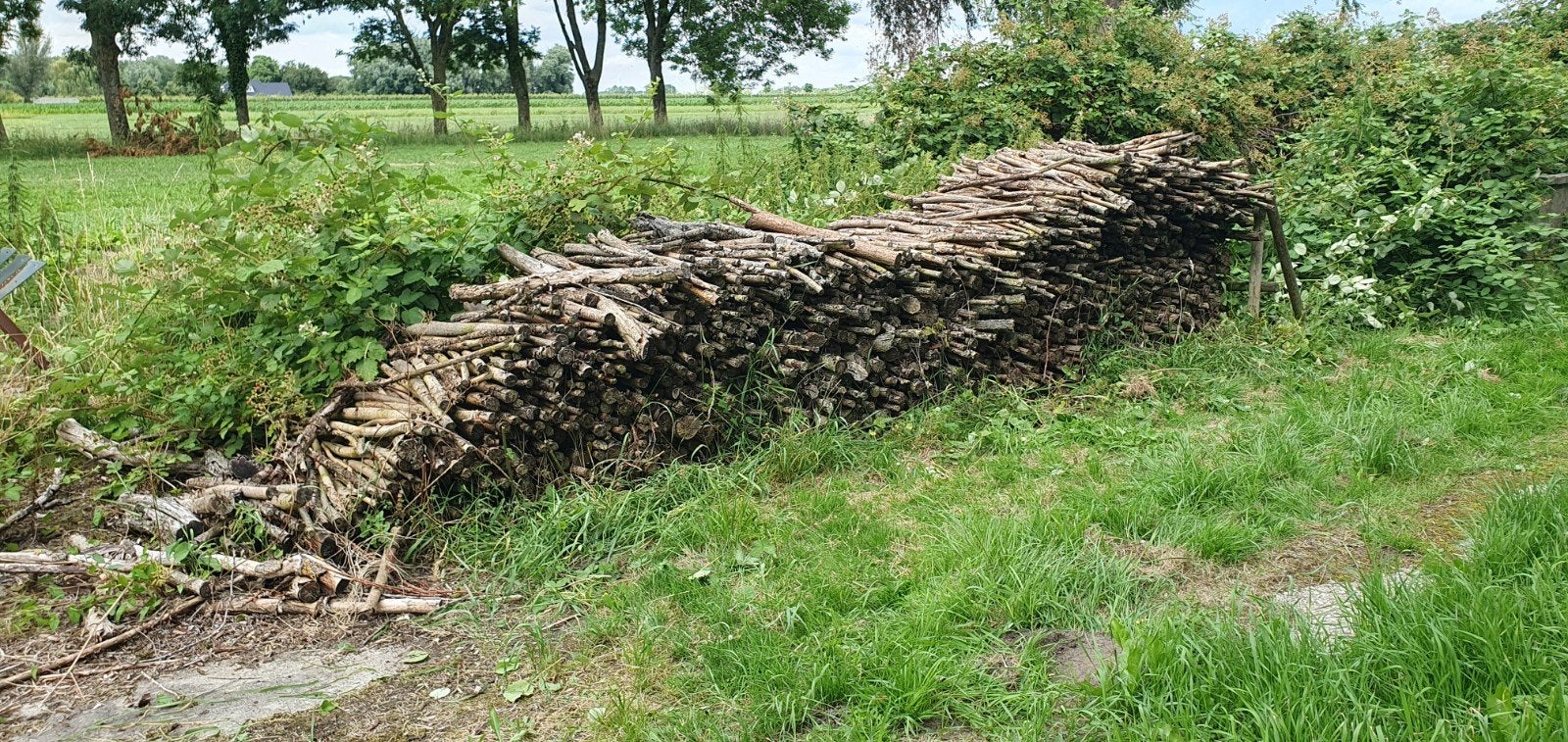 Wilgenhout, Ophalen, Overige houtsoorten, Stammen