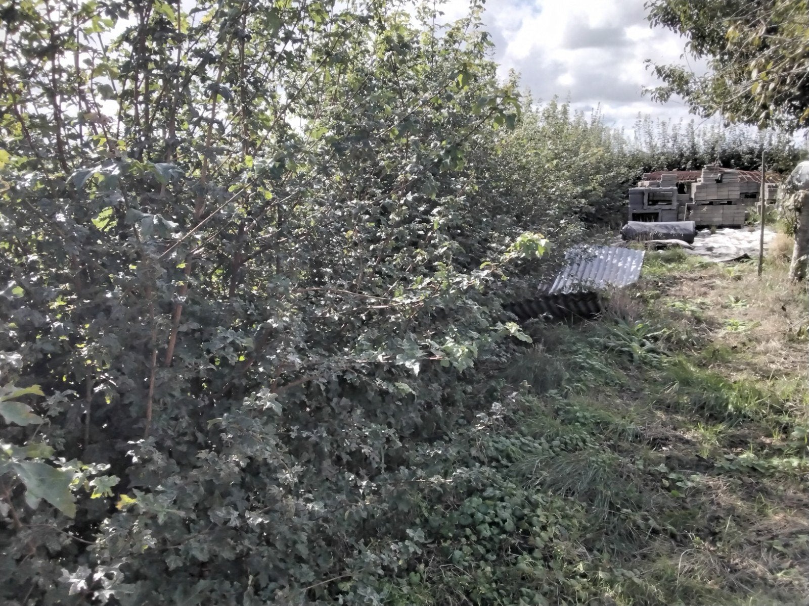 Gratis ophalen. Veldesdoornhaag -, Tuin en Terras, Ophalen, Esdoorn, Haag, 100 tot 250 cm