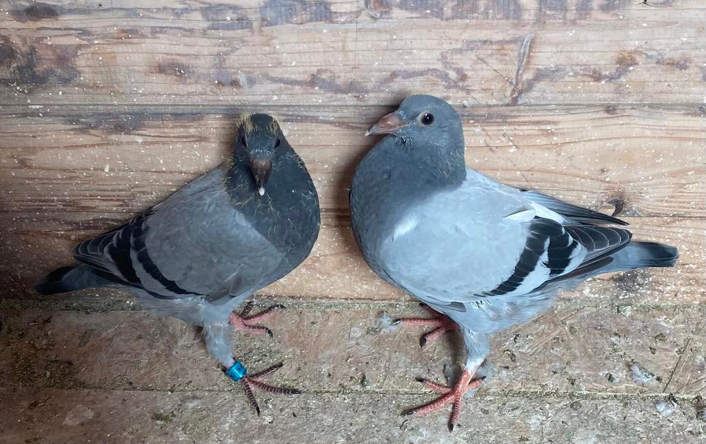 Postduiven, Dieren en Toebehoren, Vogels | Duiven, Meerdere dieren, Postduif