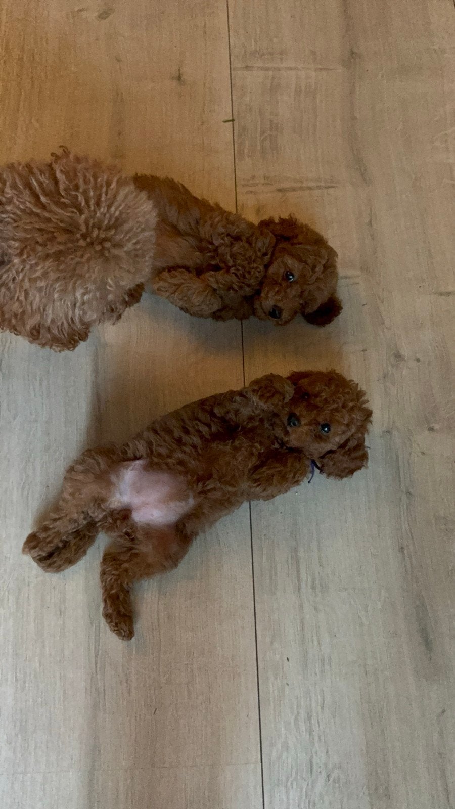 Toypoedel pups, Poedel, 8 tot 15 weken, Meerdere, Meerdere dieren
