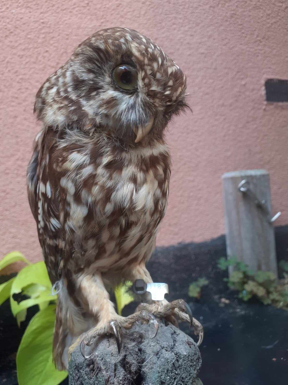 Opgezette Steenuil met wildloodje, en overdrachtsverklaring, Verzamelen, Ophalen of Verzenden, Zo goed als nieuw, Vogel, Opgezet dier