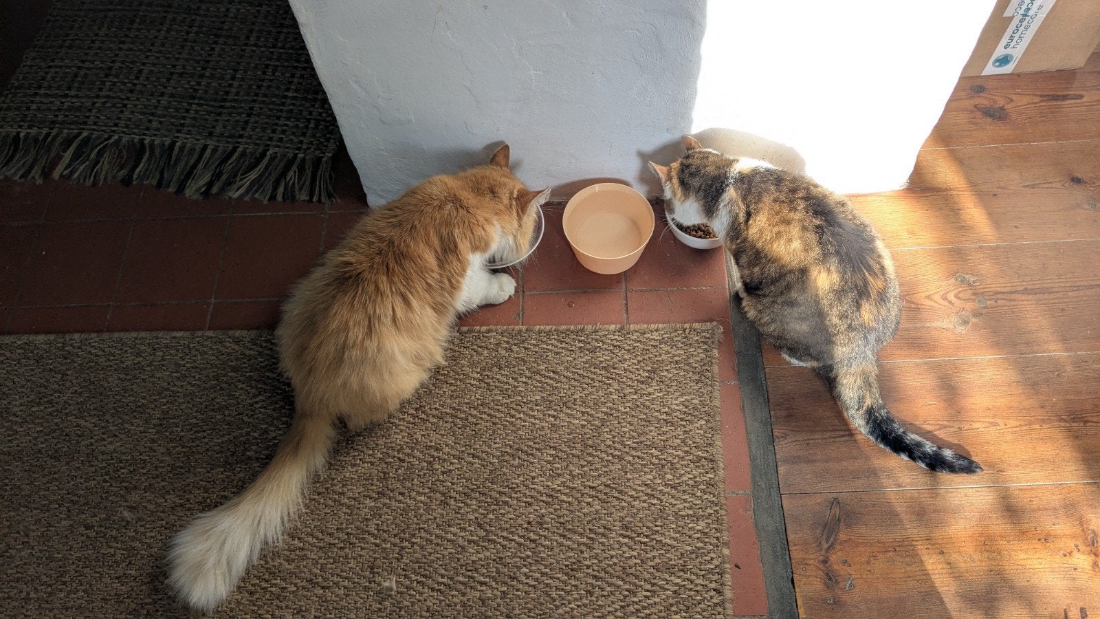 Huis gevraagd voor 2 oudere katten., Meerdere dieren, 6 jaar of ouder