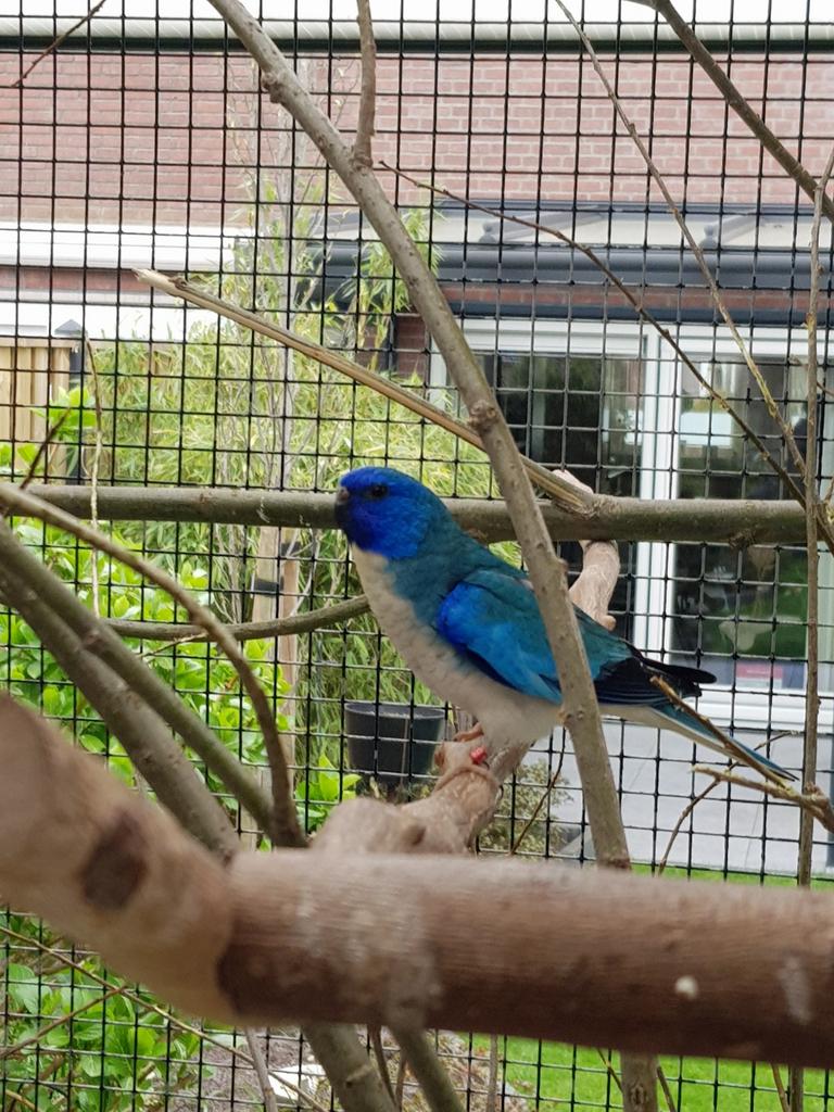 Splendid blauwe witborst man (gereserveerd), Mannelijk, Parkiet