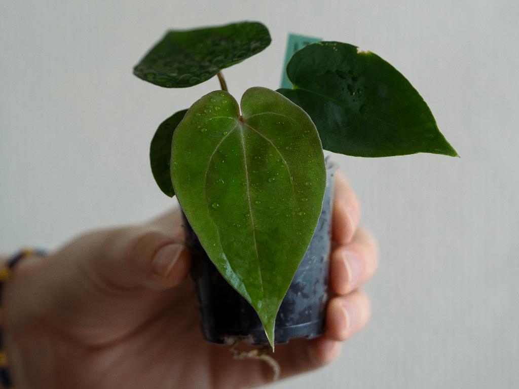 Anthurium Michelle x Papillilaminum zaailing #17, Overige soorten, Minder dan 100 cm, Groene kamerplant, Halfschaduw
