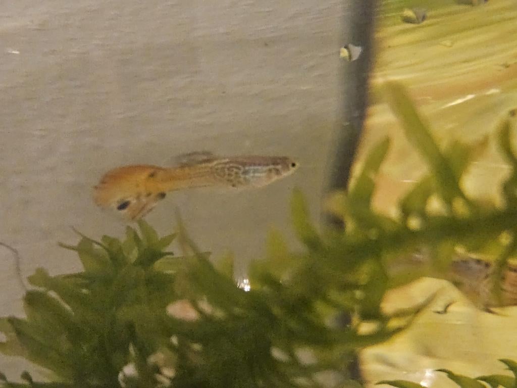 guppy, Vis, Zoetwatervis, Schoolvis