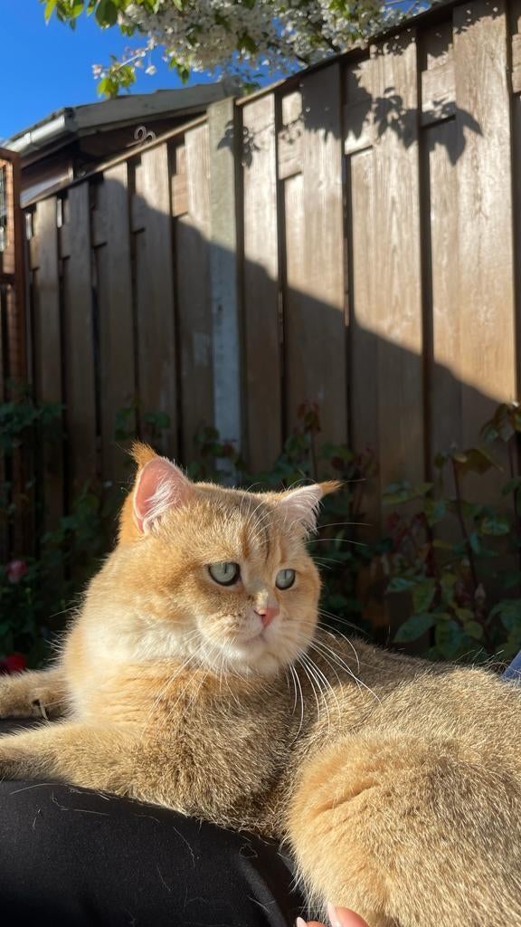 Dekkater,  bloedgroep  B, Britse korthaar Black Golden