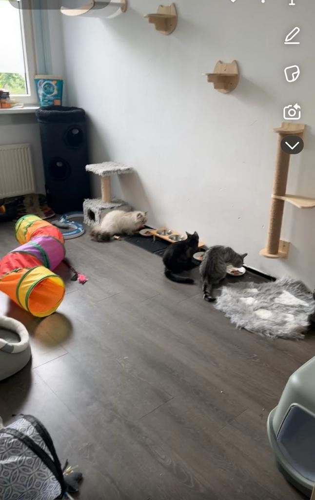 Katten oppas, Poes