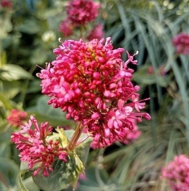 Zaden Rode Valeriaan/Spoorbloem - Centranthus ruber, Verzenden, Voorjaar, Volle zon, Zaad