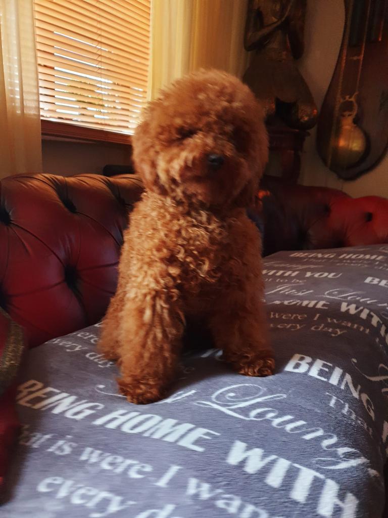 Dekreu toy poedel, Reu, 1 tot 2 jaar, Parvo, Eén hond